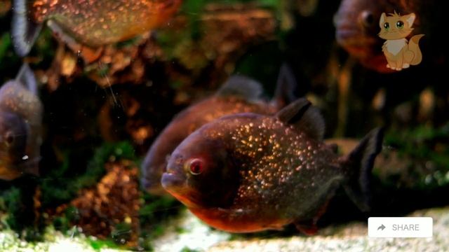 Animal Names, Cute Animals, Animal Sounds such as Fish, Krab, Sharks, Sea Horses, Lobsters