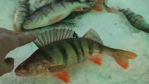 Зимняя Рыбалка на Мормышку и Балансир. Атака Окуней, Подводная съёмка.