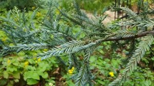 Sequoia sempervirens 'Adpressa' sekvoje vždyzelená