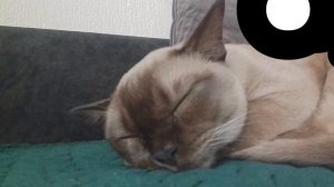 Моя милая кошка часть 2.