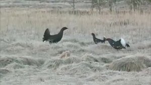 Межняк   Гибрид глухаря и тетерева