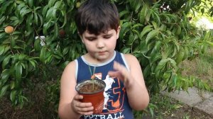 Выращиваем колос пшеницы из зернышка!