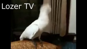 смешные видео ролики