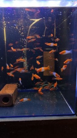 Меченосцы Санта Клаус
