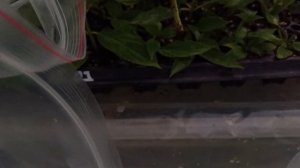 Зелёное черенковпние гортензии, результат через 3 недели.