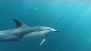 СУ АСТЫ ӘЛЕМІ! Балаларға арналған  су асты  тіршілігі  қазақ  тілінде мультфильмдер.