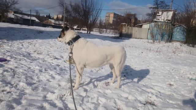 Алабай Инга 23 месяца. смотреть онлайн