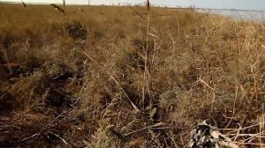 Ветра нет...утка не летает...