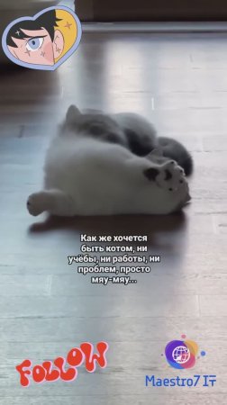 Отдых кошки 🐈