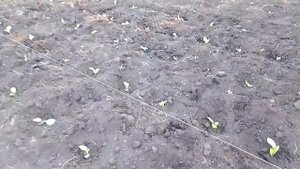 ПОСАДКА ТАБАКА В ОТКРЫТЫЙ ГРУНТ 26 05 24г👌