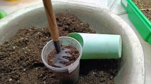 Первые шаги в выращивании клубники из сенян