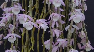 #Dendrobium primulinum
