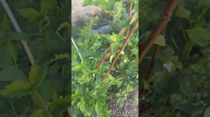 Ежевика Прайм Арк Горизонт, стоит ли боятся шипов?