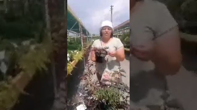 Яскраві бордові та червоні акценти в саду смотреть онлайн