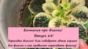 Болталка про Фиалки! Выпуск 64: Пересадка Фиалок! Как подобрать объем горшка для фиалок!