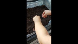Огурцы Балконное чудо выращиваем на окне
