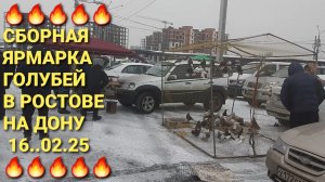 🔥🔥🔥 Сборная ярмарка голубей в Ростове на Дону. Птичий рынок 16.02.25. Николаевские голуби.