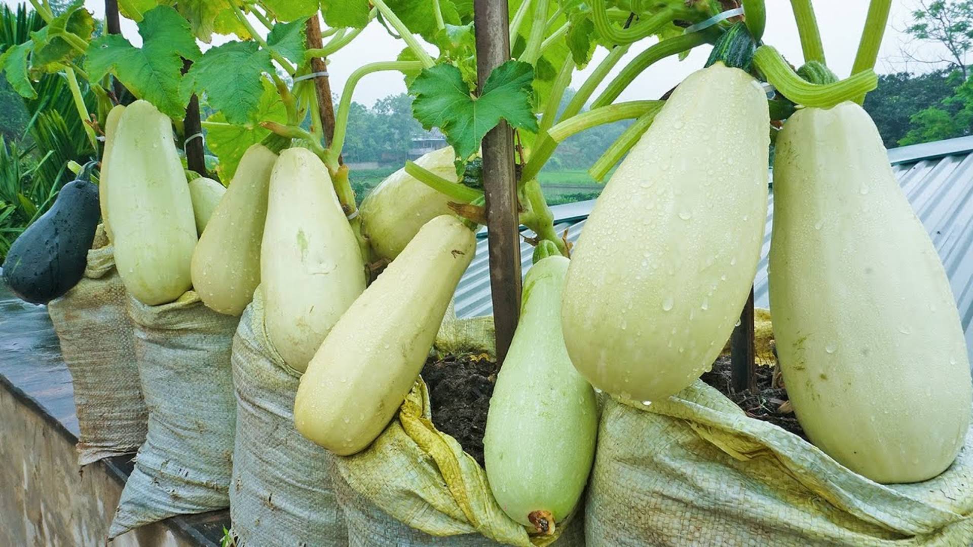 Выращивание кабачков белых на террасе для начинающих, легко и продуктивно
