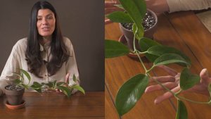 Hoya calycina Houseplant Care — 289 of 365