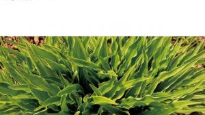 Hostas in Korea, 비비추 '스틸레토' Hosta ‘Stiletto’