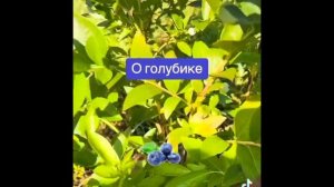 Дачный влог, гортензия, голубика