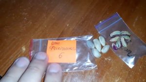 Проращивание семена фисташки