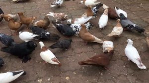 Несколько слов а нужно ли пропаивать пищевой содой (содовым раствором). 25.05.24 ЯРМАРКА ГОЛУБЕЙ.