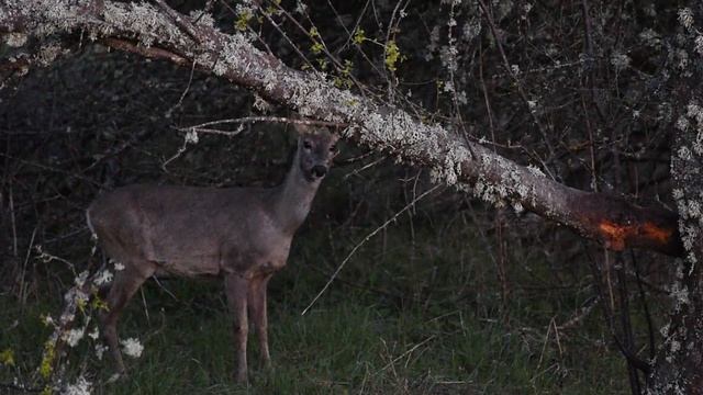 Roe Deer Barking/Сръндак лае смотреть онлайн
