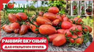 Интересный, ранний сорт томата для открытого грунта со вкусными плодами и со своими особенностями