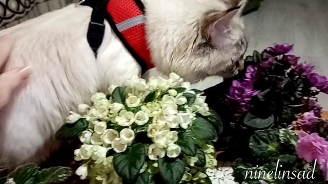 Мой котейка фиалковод😁
