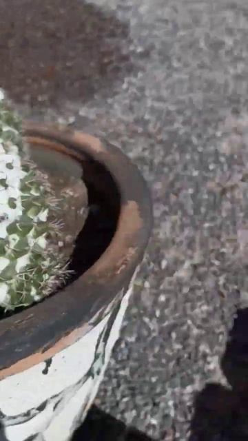 ¿Alguien conoce el nombre de estas plantas? cactáceas asombrosas de México 🌵🇲🇽#cactus #mexico #bcs