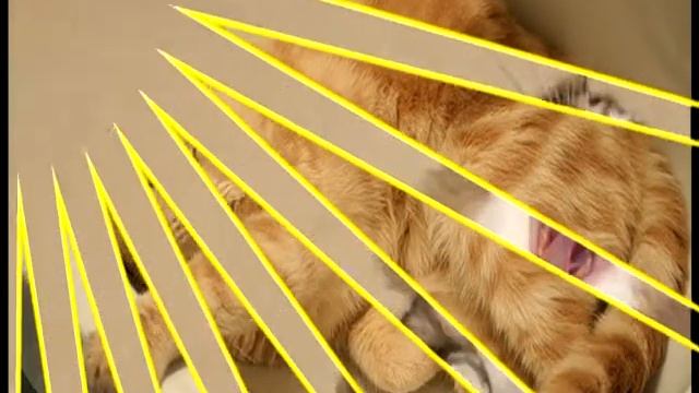 Cats and cats laugh.