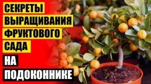 ❗ ДЕРЕВО ЛИМОНА КУПИТЬ В АЛМАТЫ ⭐ ДОМАШНИЕ ФРУКТОВЫЕ ДЕРЕВЬЯ КУПИТЬ 💡