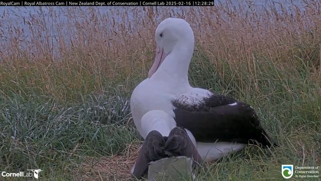 Альбатрос. Мама прилетела смотреть онлайн