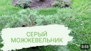 В МОЕЙ КОЛЛЕКЦИИ НЕ ТОЛЬКО НОВЫЙ СОРТ, А И НОВЫЙ ВИД МОЖЖЕВЕЛЬНИКА. 16.10.2023г.