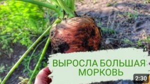В ЭТОМ ГОДУ МОРКОВЬ РАДУЕТ. 28.09.2023г.