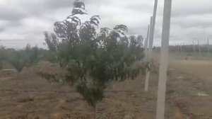 Персиковый сад Салик