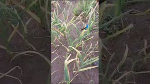 Обрезка стрелок чеснока