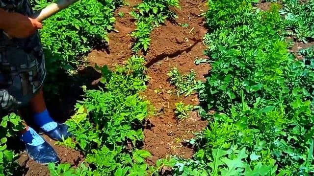 Картоп / картошка / картоп егу әдісі / картоп өсіру
