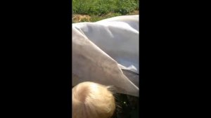 Огородник 2: сбор огурцов
