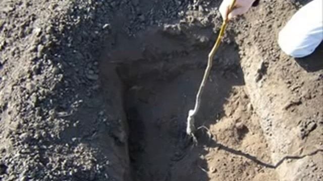 Посадка грецкого ореха