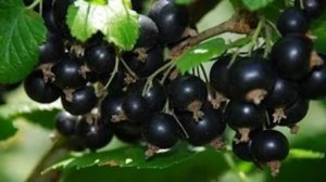 Варенье из чёрной смородины. Маринкины творинки. Всем МИРА и Добра!