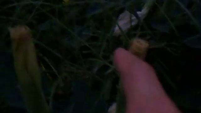 32 Moonflower blooms! смотреть онлайн