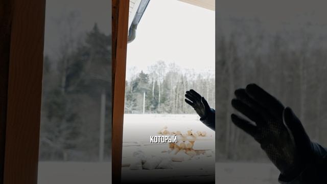 УСАДКА ДЕРЕВЯННОГО ДОМА #shorts