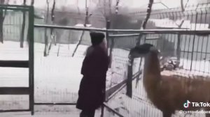 Лама плюнула, девушке в лицо