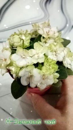 Фиалка Н-Зеленый Чай в моей коллекции. Цветение