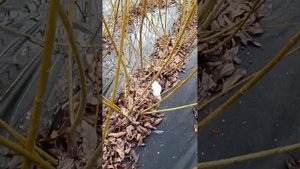 Плантация ивы. Часть первая. Урожай первого года. Маяк2, Волчниковая,Сукачева, Вителлина. #ива