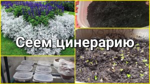 СЕЮ ЦИНЕРАРИЮ ТОЛЬКО ТАК! ПОКАЗЫВАЮ ВСХОДЫ!🌿 ПРО РОЗЫГРЫШ🎉