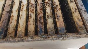 карника #пчеломаткикарника #карника #андрійлебедєв