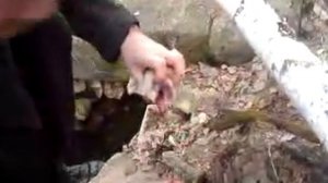 разделка ГОЛУБЯ